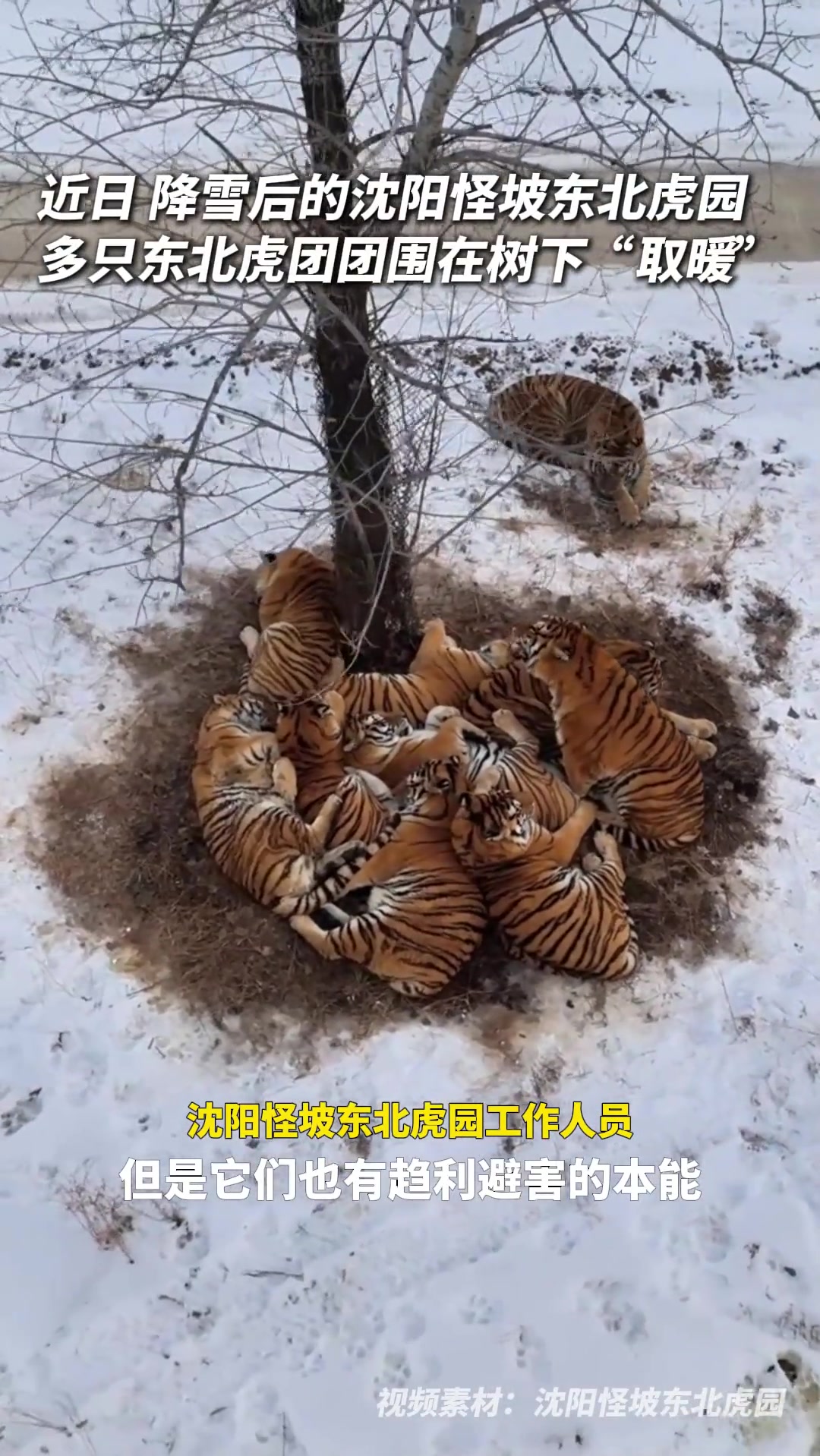 东北“金渐层”抱团取暖萌翻天！