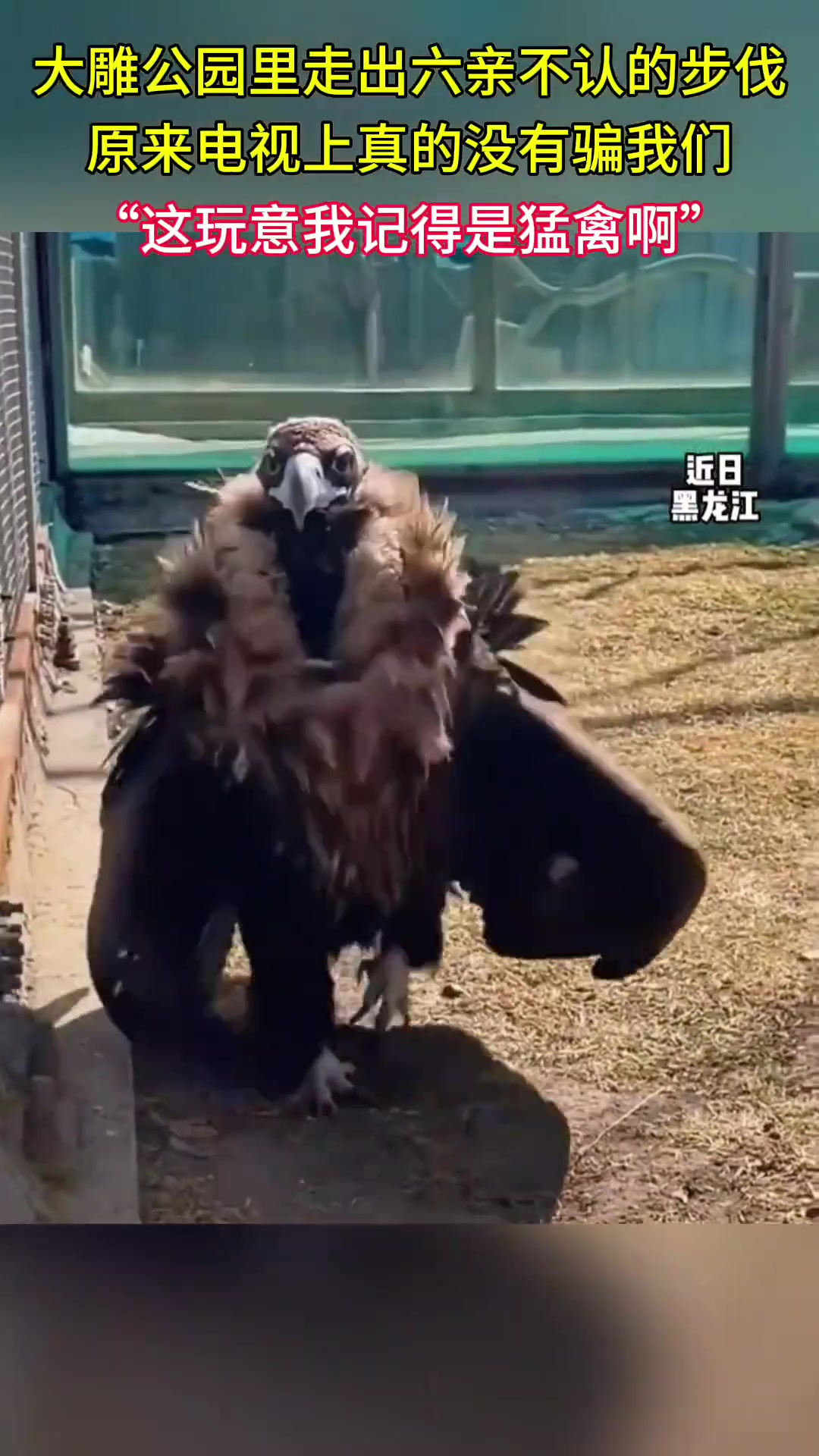 “这玩意我记得是猛禽啊”