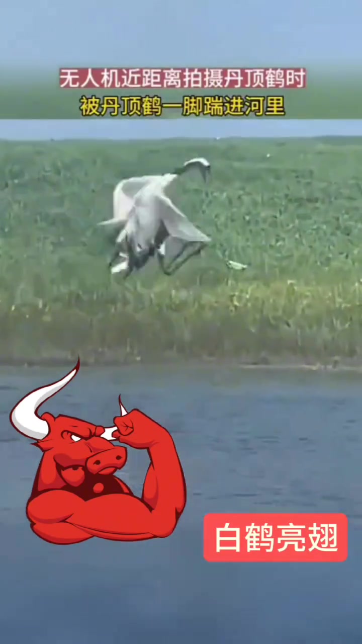 无人机近距离拍摄丹顶鹤时，被丹顶鹤一脚踹进河里