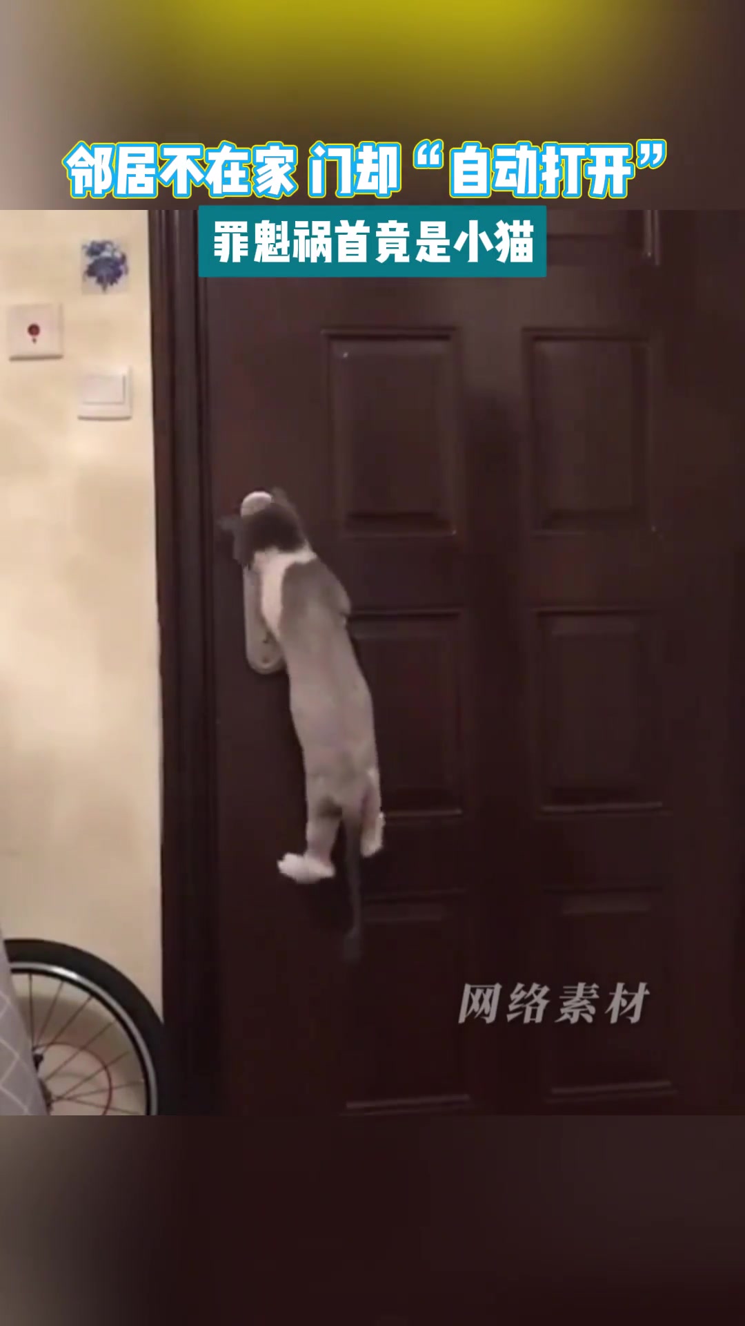 邻居不在家，门却“自动打开”，罪魁祸首竟是小猫！