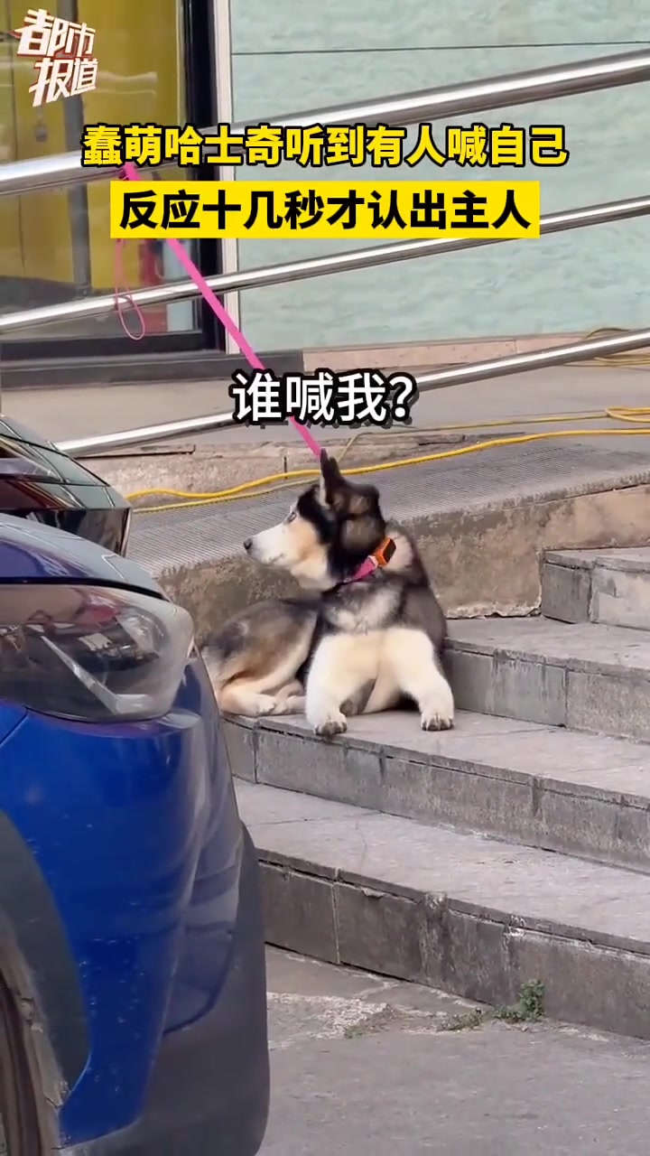 蠢萌哈士奇听到有人喊自己，反应十几秒才认出主人