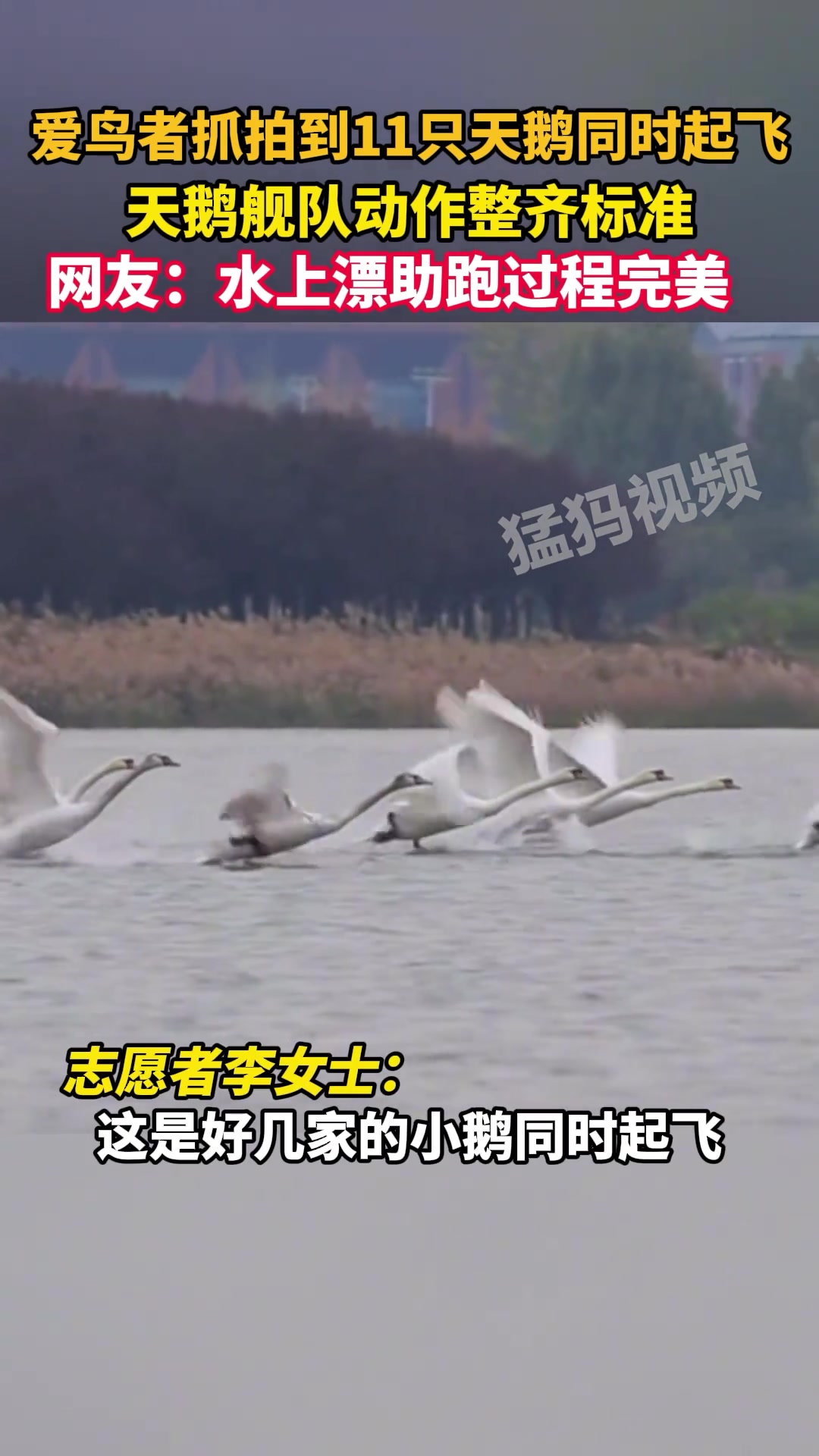 爱鸟者抓拍到11只天鹅同时起飞，天鹅舰队动作整齐标准