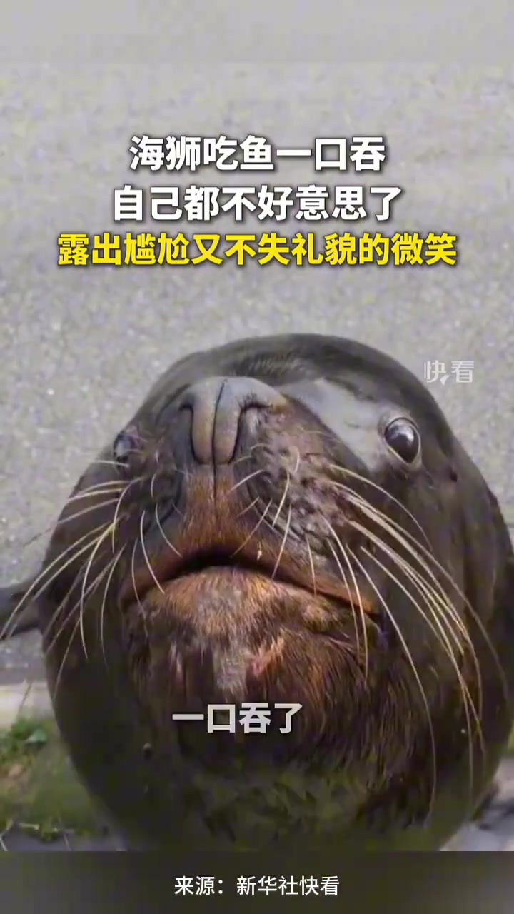 海狮吃鱼一口吞，自己都不好意思了