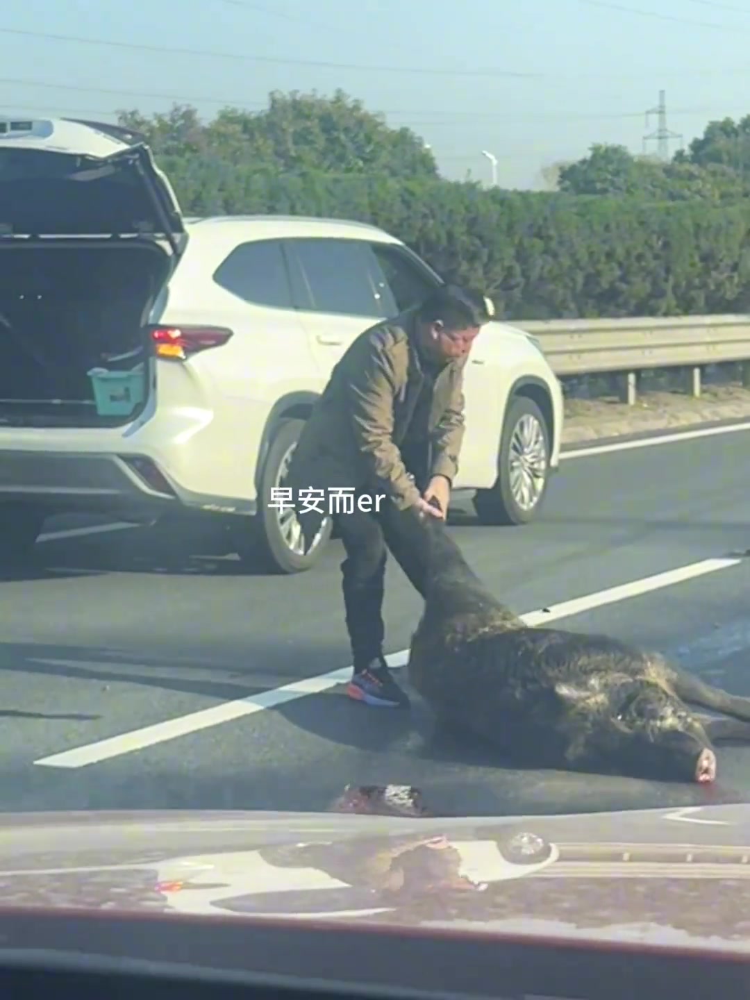 南京高速惊现野猪“抛尸现场”