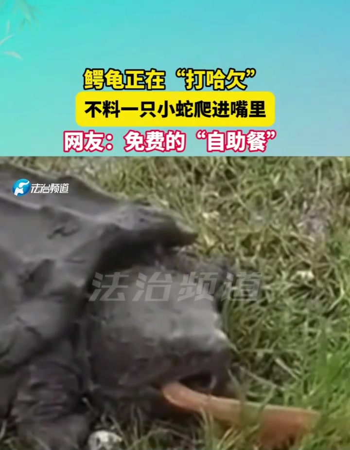 鳄龟正在“打哈欠”不料一只小蛇爬进嘴里