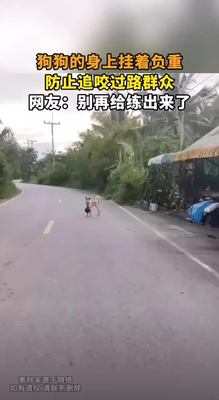 狗狗的身上挂着负重，防止追咬过路群众
