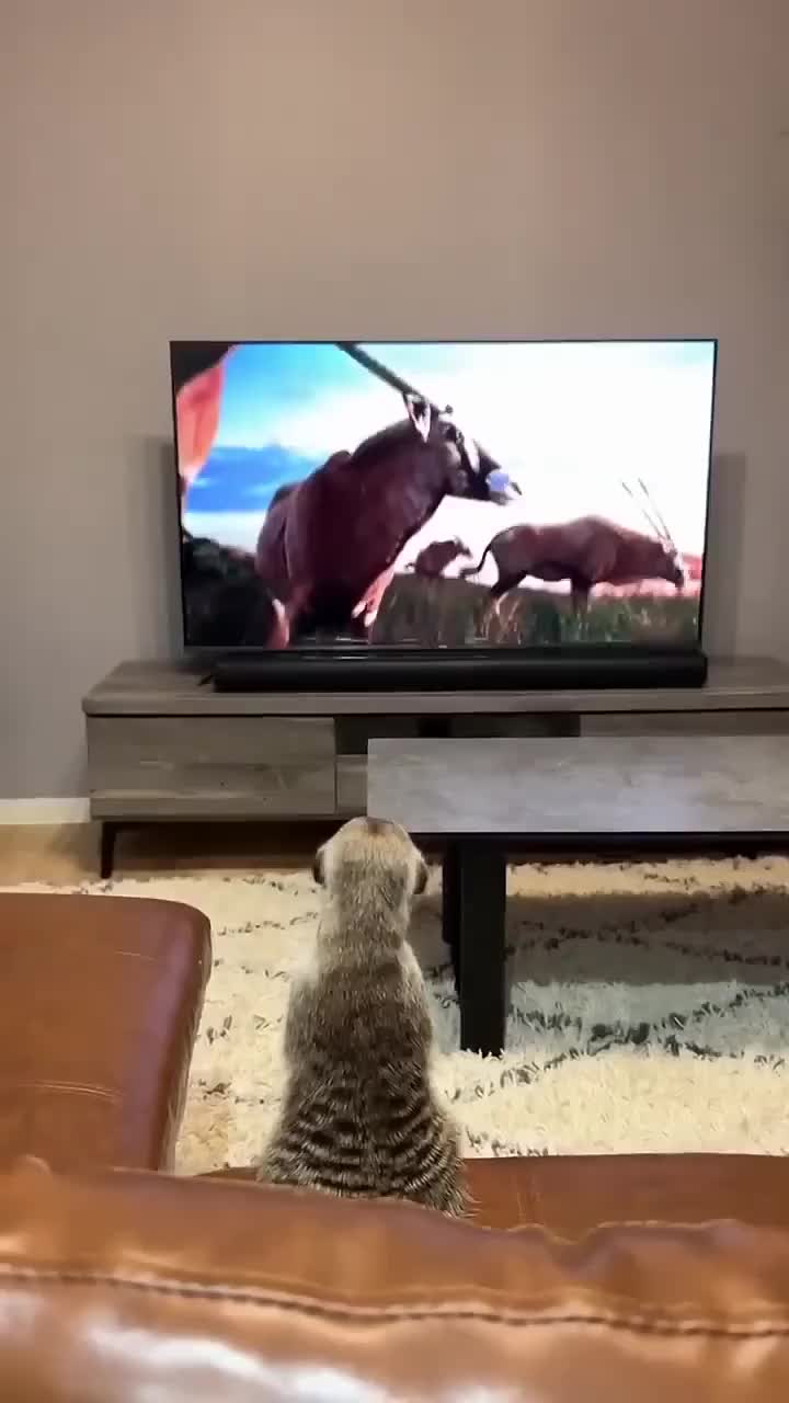 猫鼬：妈妈！快看我上电视了！