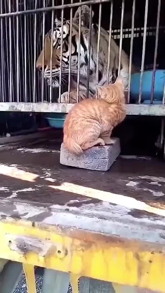老虎是谨慎，猫纯属智商低！