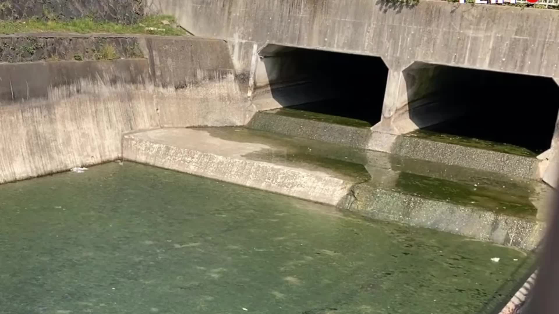溢流道上长满了青苔，来水瞬间舒服了！