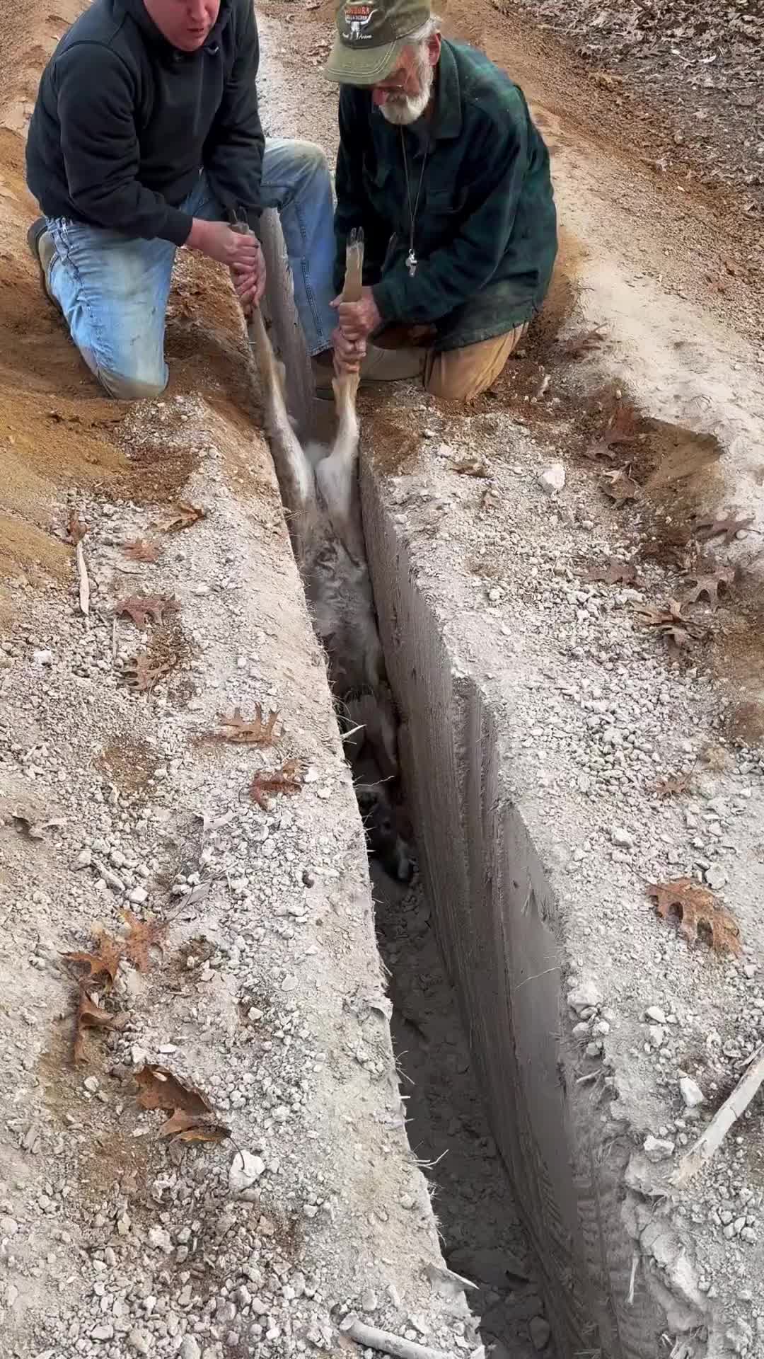 狗子起什么作用