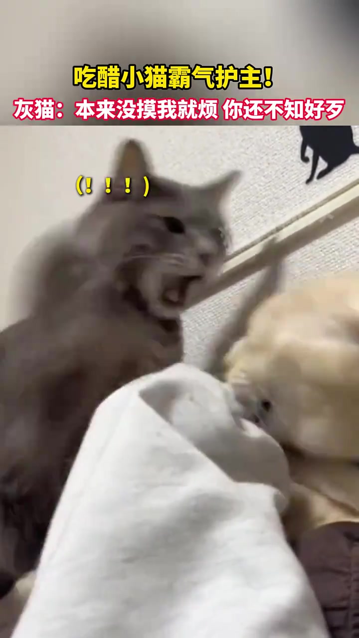吃醋小猫霸气护主