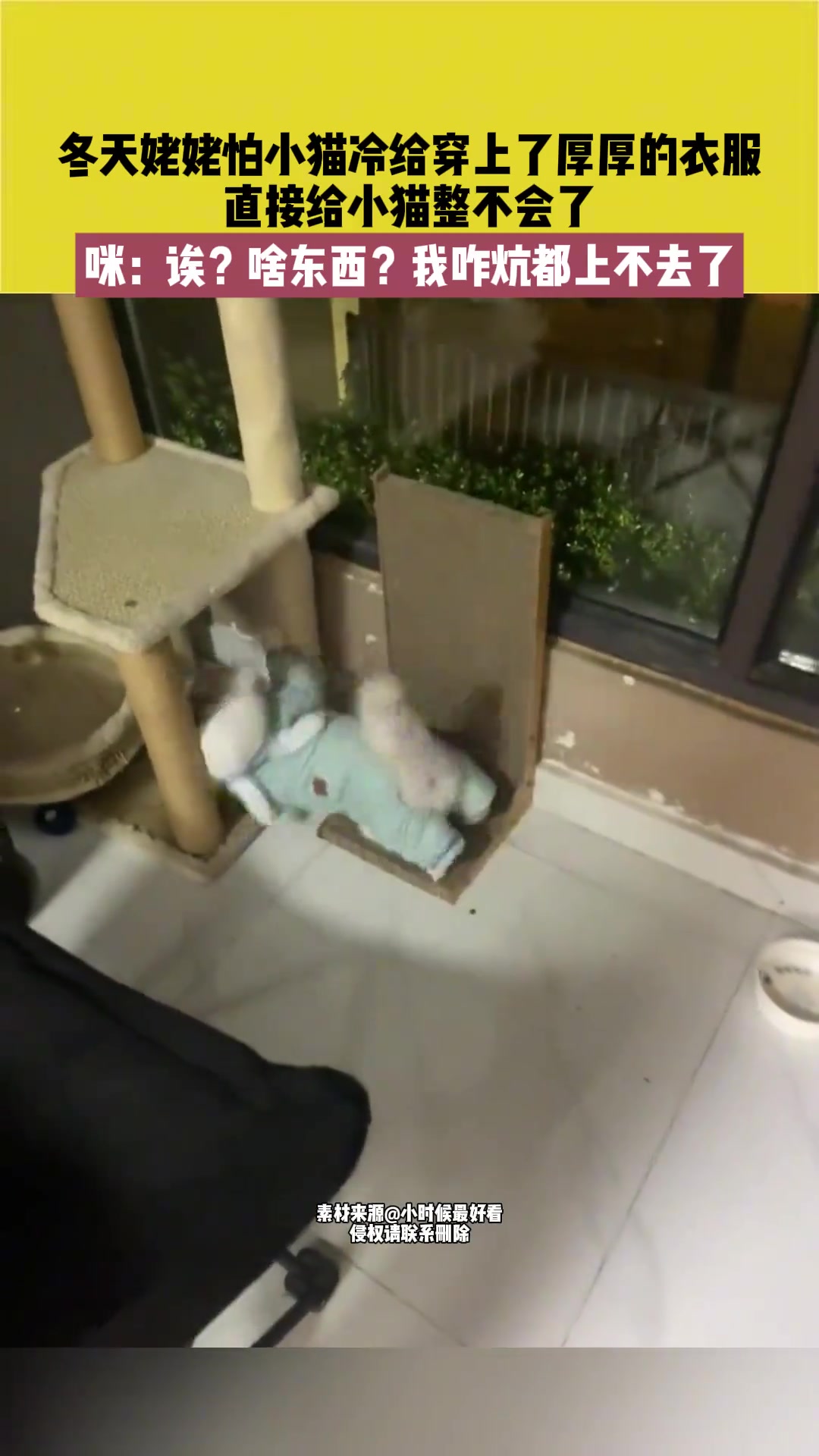 冬天姥姥怕小猫冷给穿上了厚厚的衣服直接给小猫整不会了