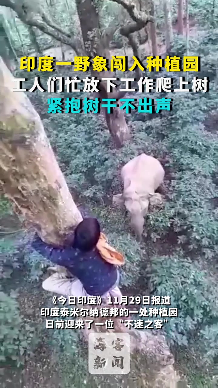 印度一野象闯入种植园，工人们忙放下工作爬上树不敢出声！