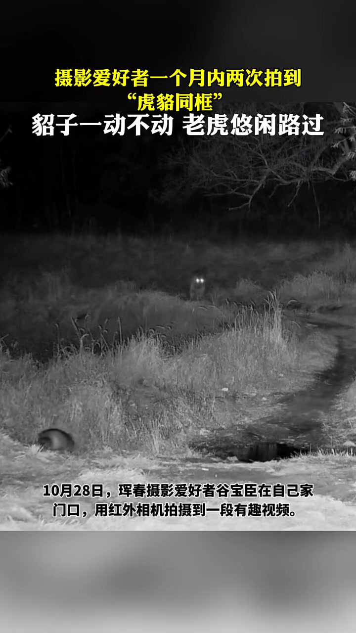 摄影爱好者一个月内两次拍到“虎貉同框”貂子一动不动！
