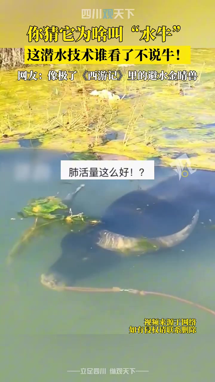 终于知道它为啥叫水牛！这潜水技术谁看了不说牛