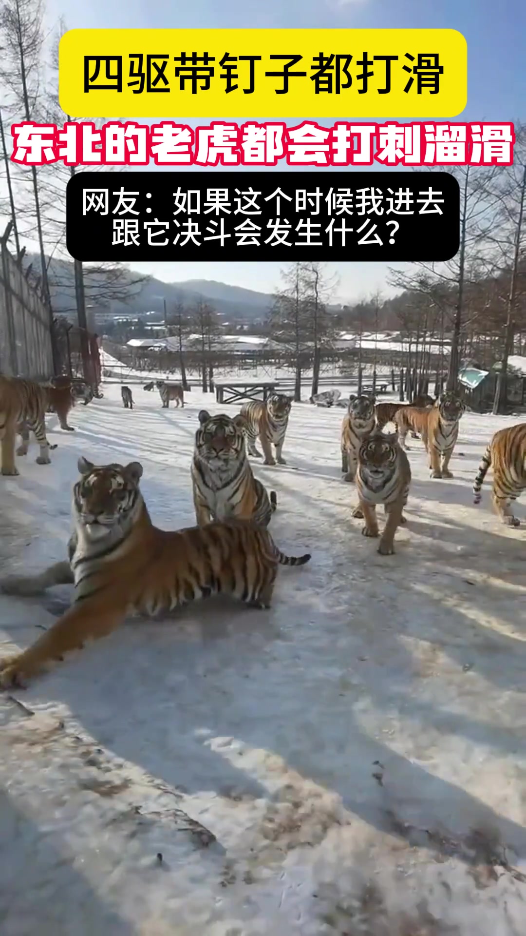 在东北连老虎都会打出溜滑了，你会吗