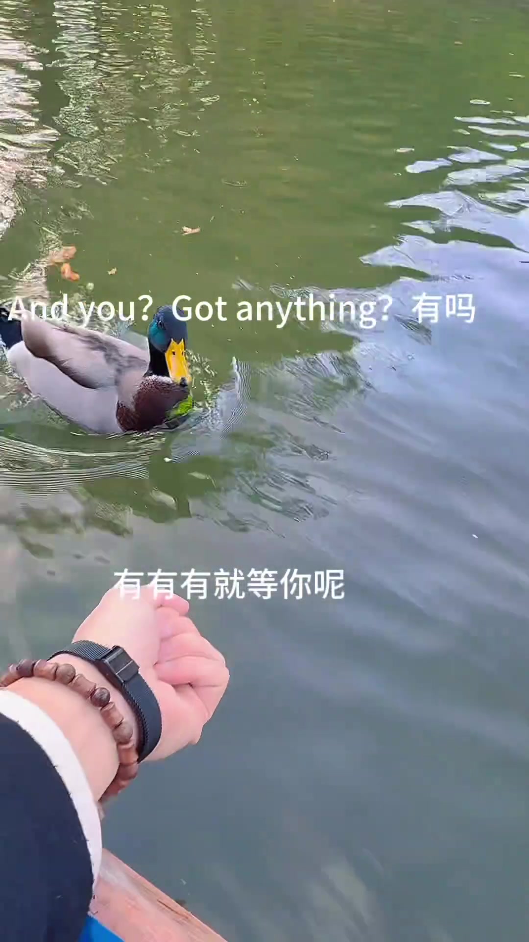 调戏鸭子，结果被报复了！