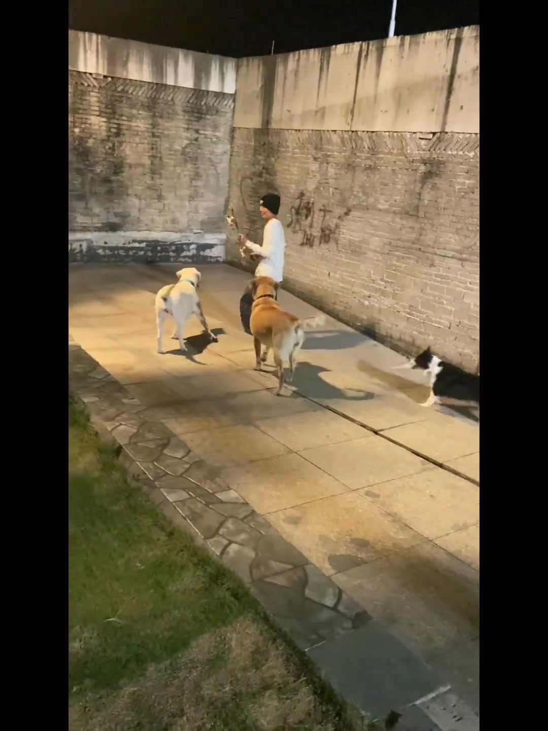 滑板被狗子抢走了！人善被狗欺啊！