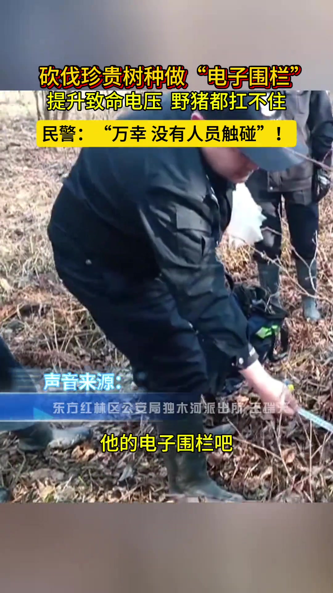 男子砍伐珍贵树种制作电子围栏，提升致命电压，野猪都扛不住！