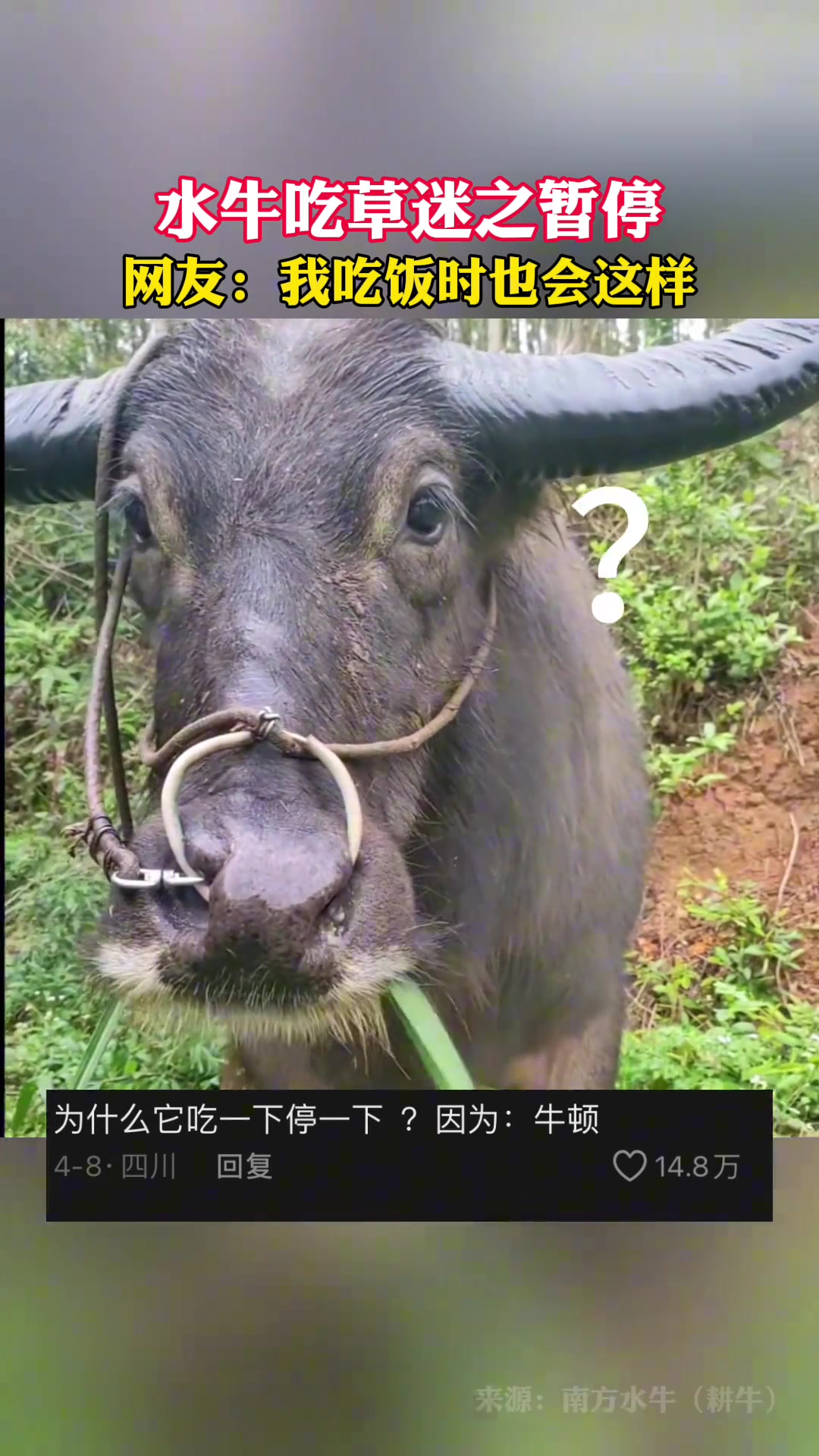 水牛吃草时突然暂停