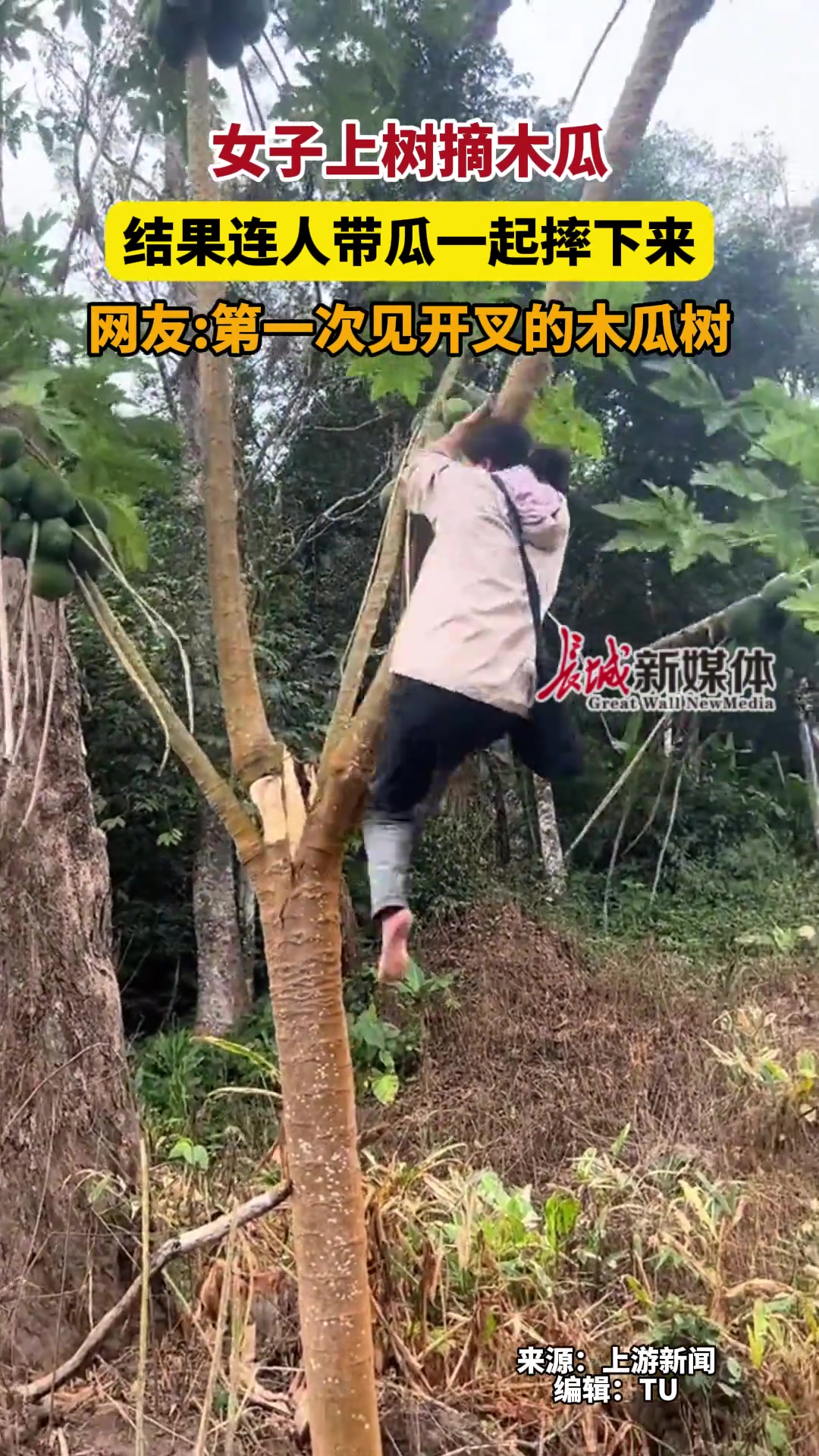 女子上树摘木瓜结果连人带瓜一起摔下来