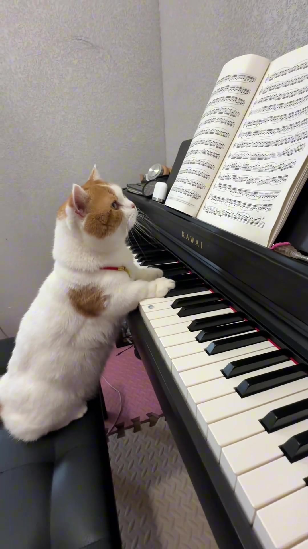 起猛了看见小猫弹钢琴了