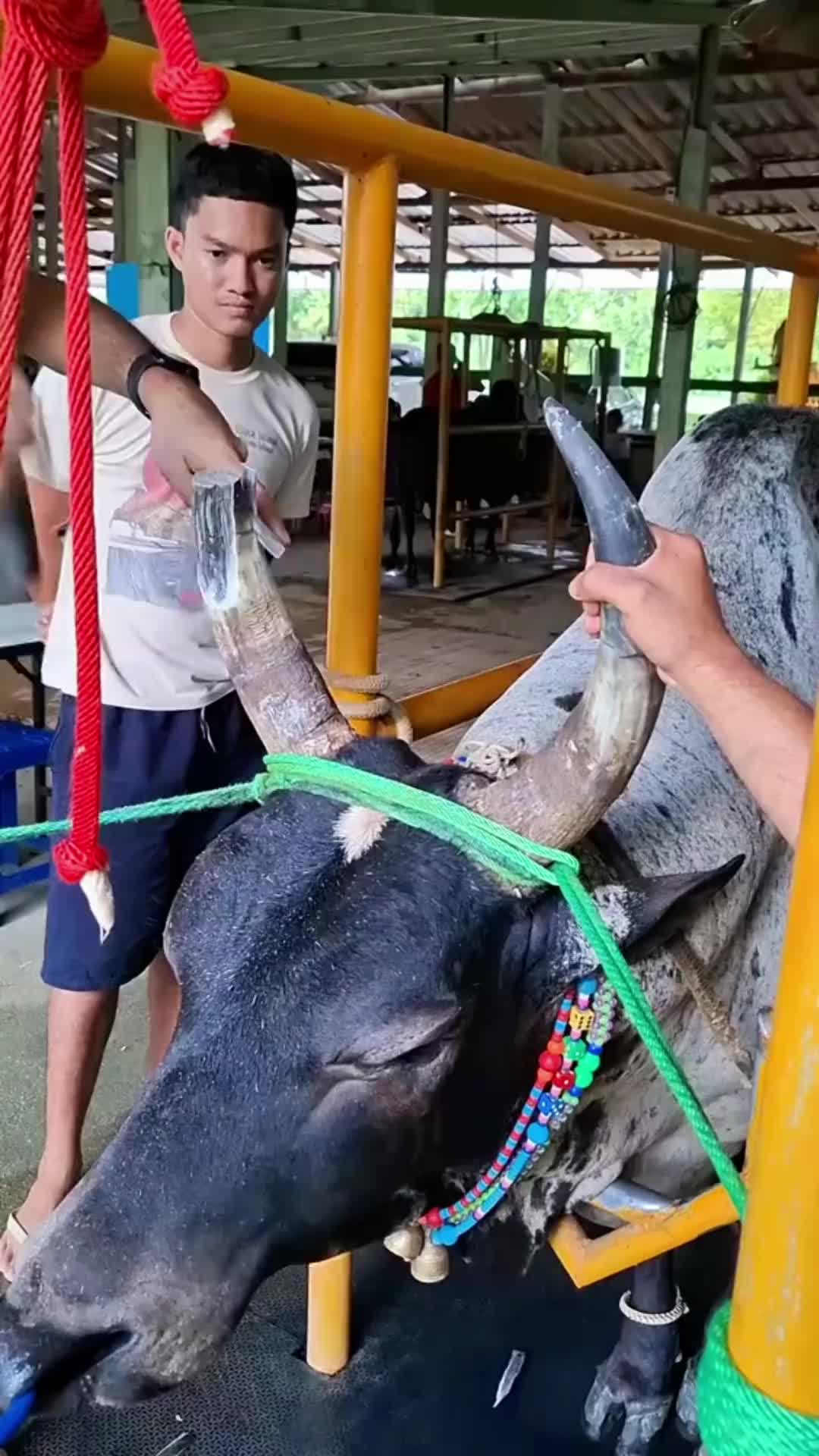 理完发整个牛都精神了！