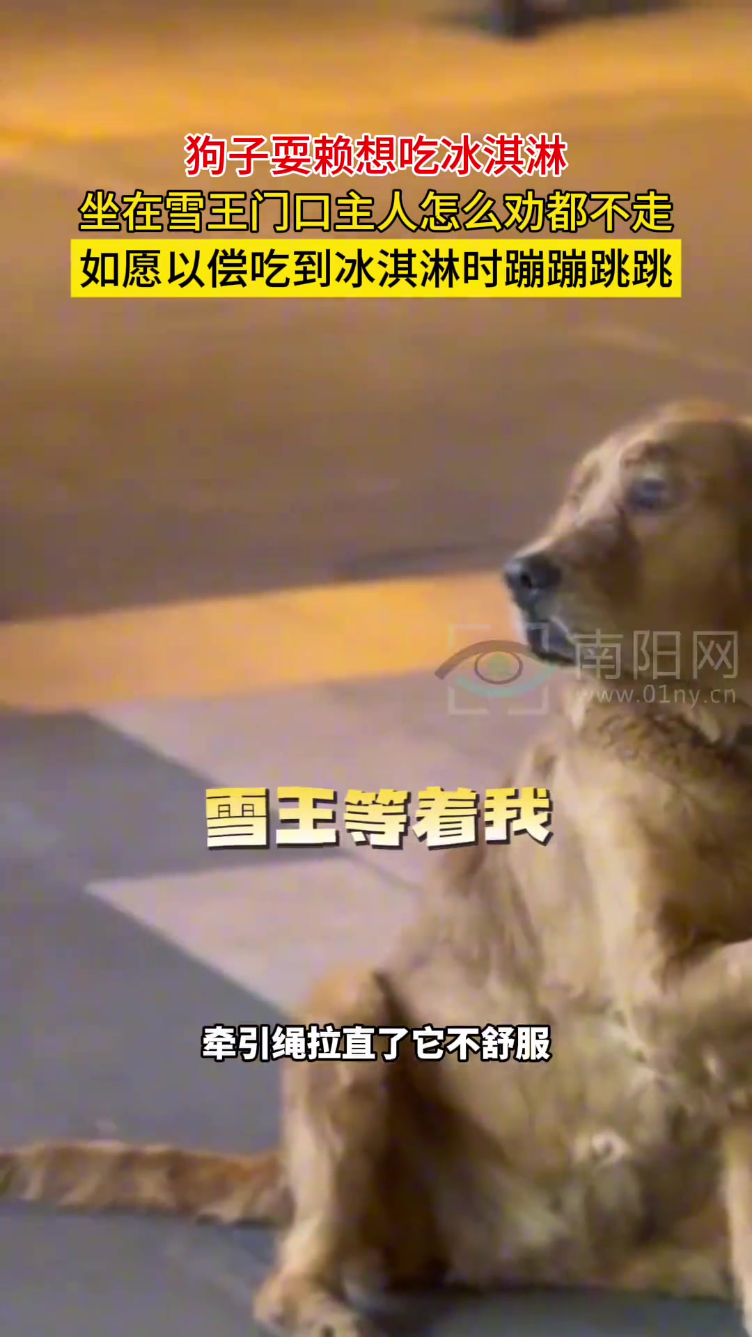 雪王的魅力小狗也抵挡不了