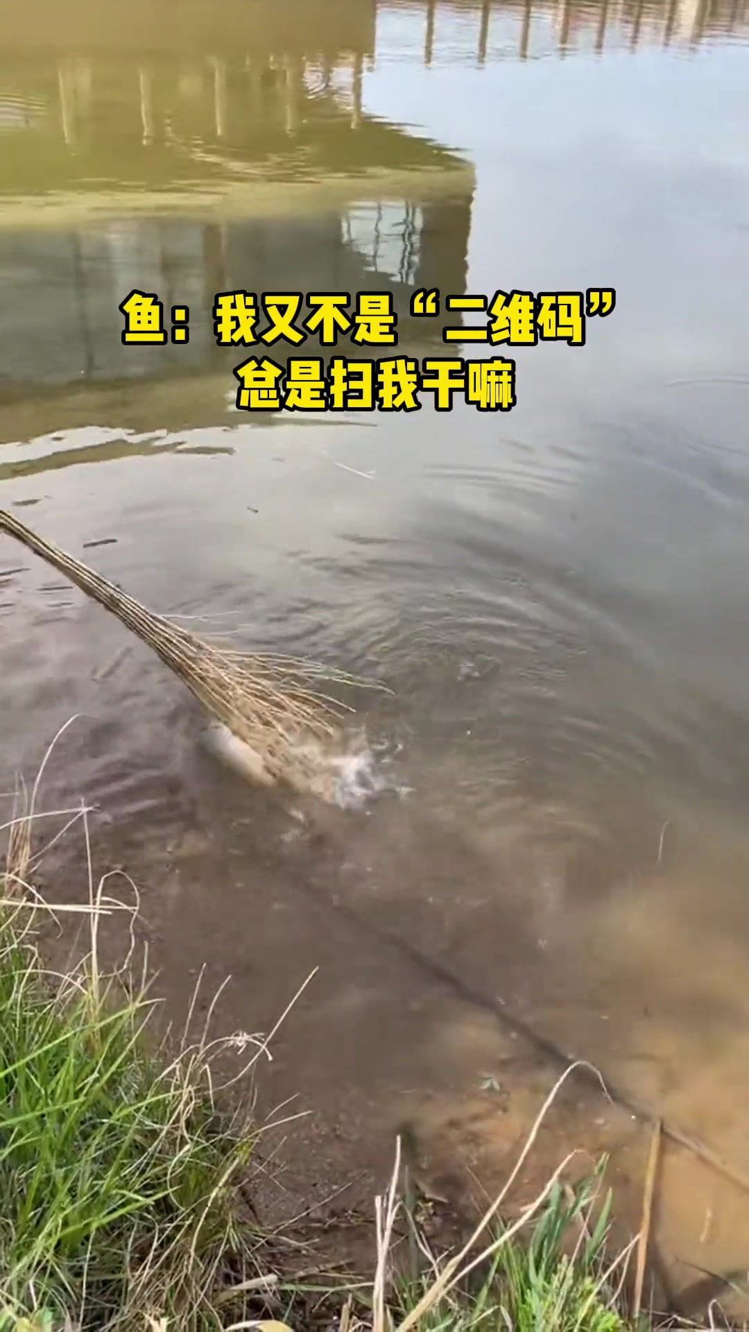 鱼：我又不是二维码总是扫我干嘛