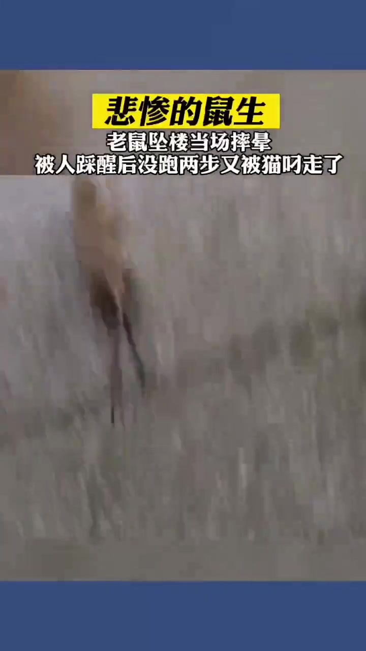 老鼠悲惨的一生呀