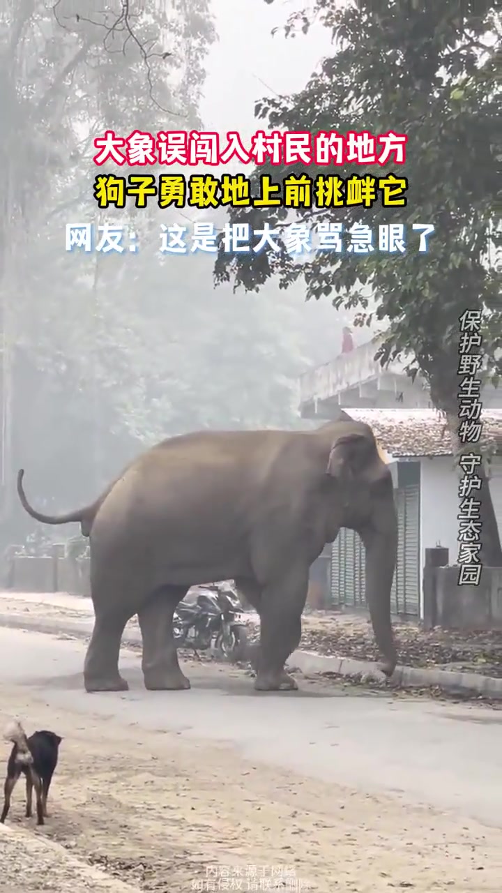 大象误闯入村民的地方，狗子勇敢地上前挑衅它