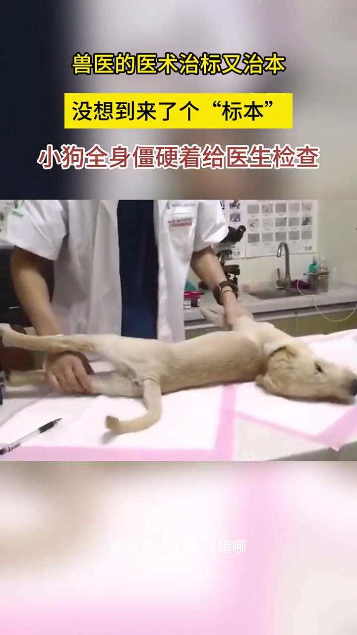 兽医的医术治标又治本，没想到来了个“标本”