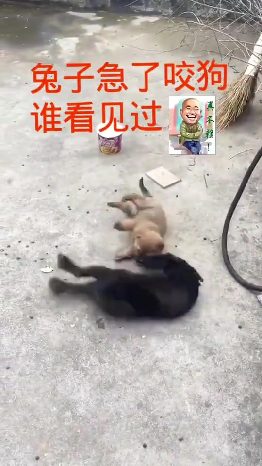兔子急了咬狗谁看见过