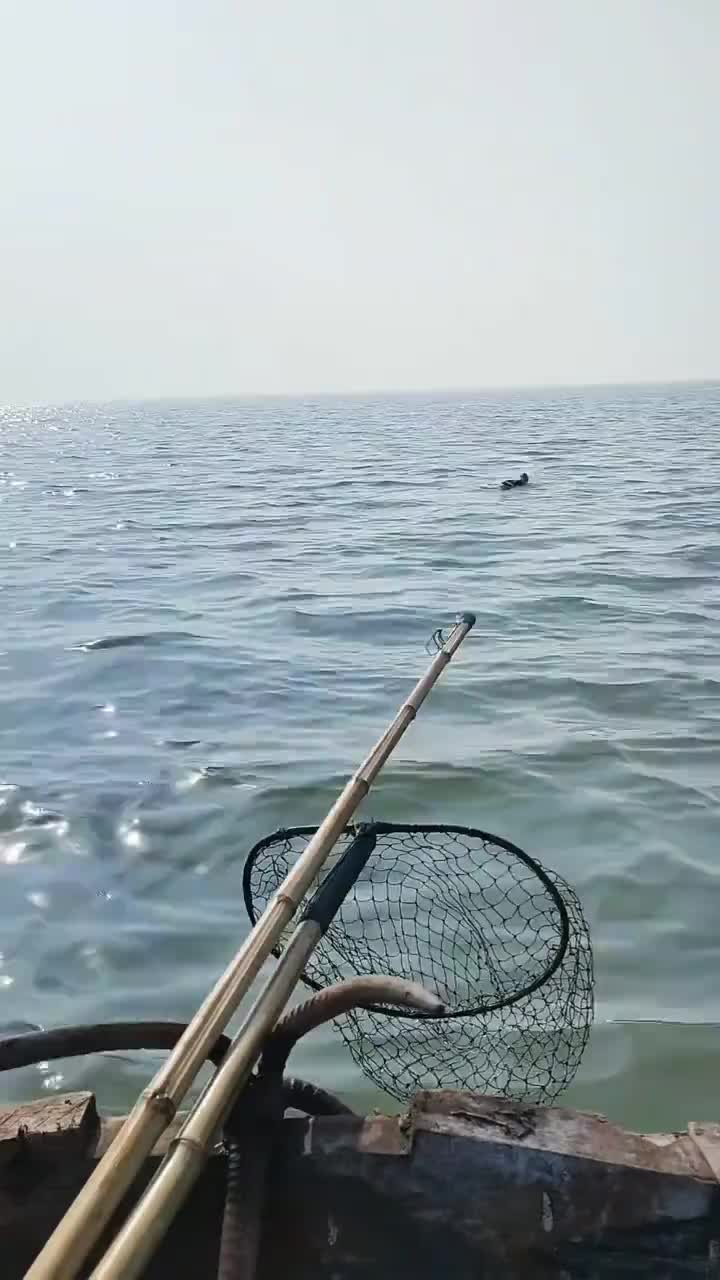 微山湖鱼鹰捕鱼！