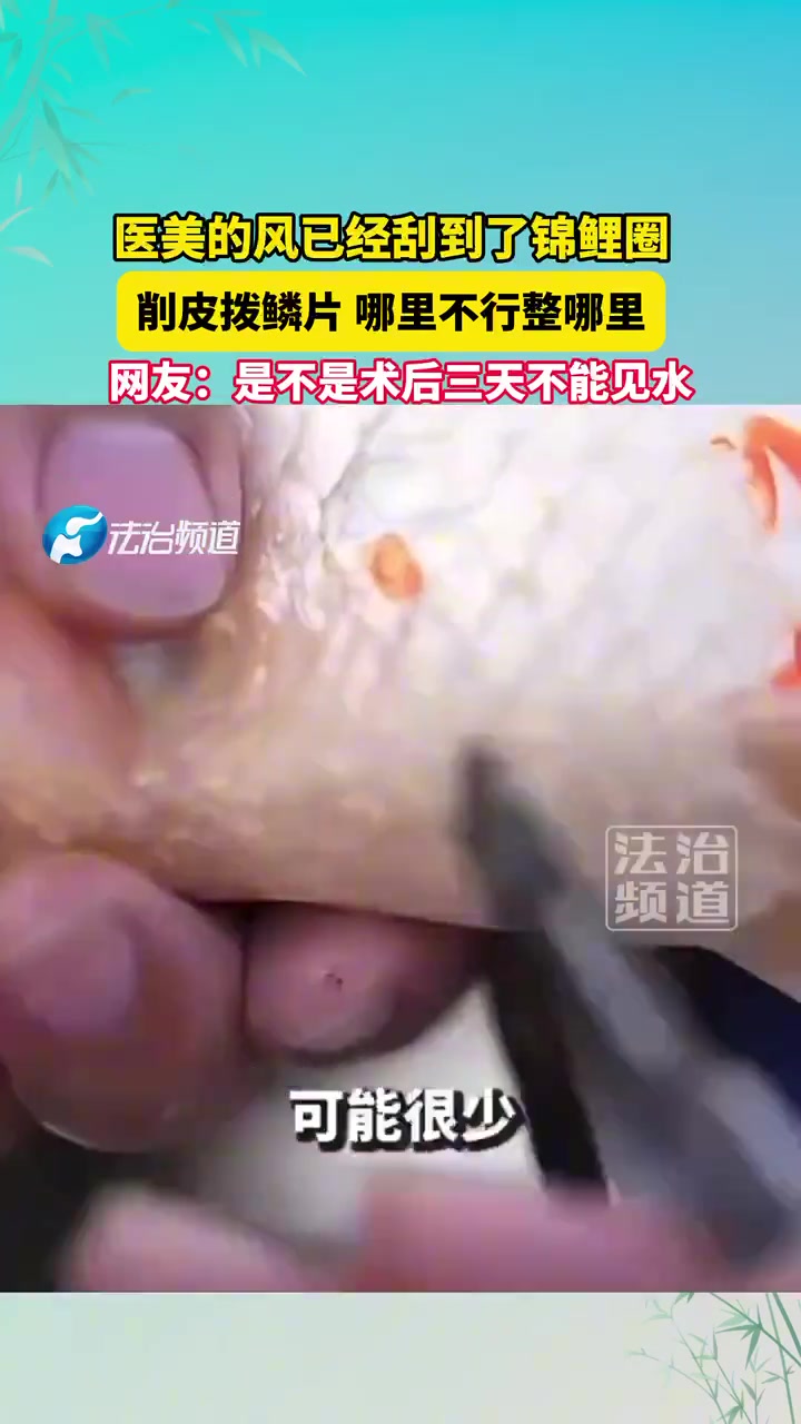 医美的风已经刮到了锦鲤圈，削皮拨鳞片哪里不行整哪里