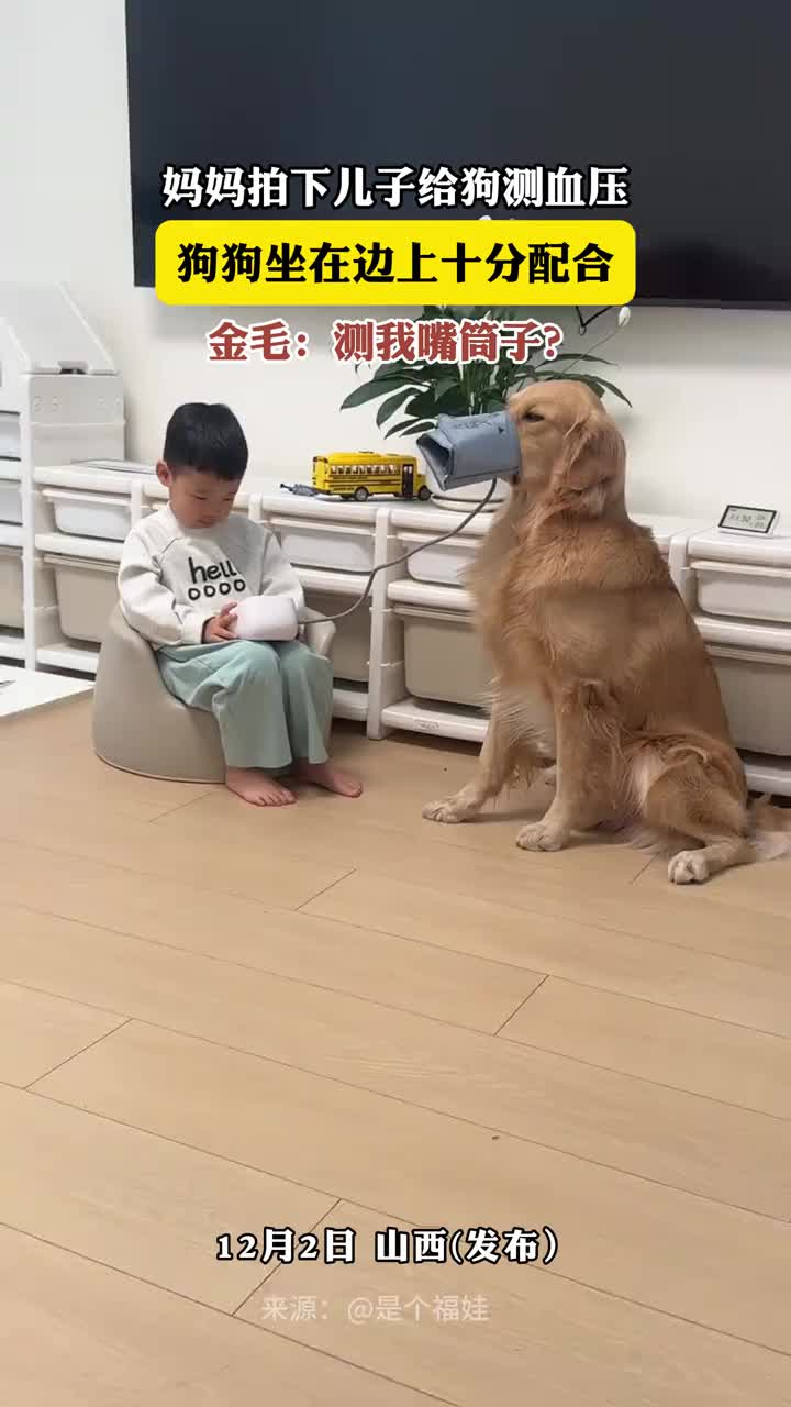 金毛在狗里面算是非常聪明的了，非常配合啊！