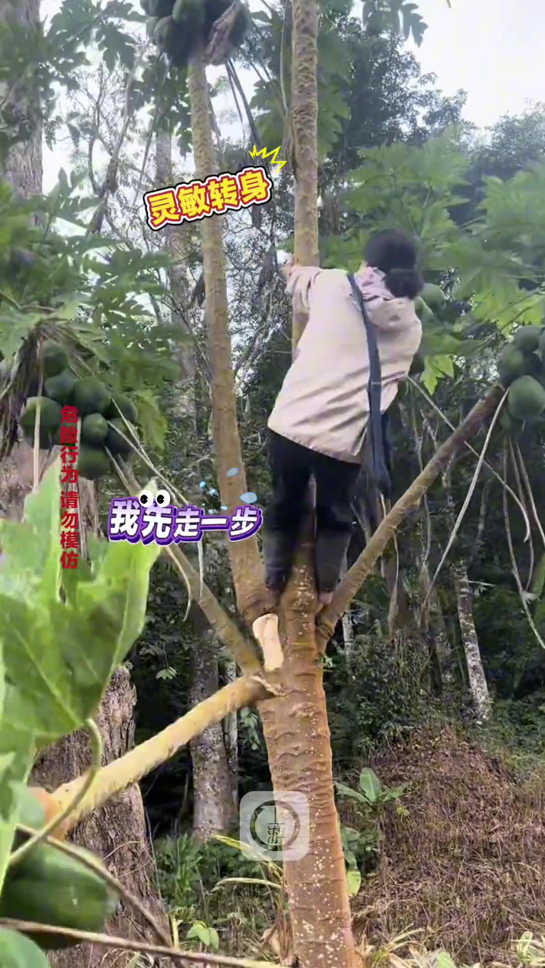 女子上树摘木瓜结果连人带瓜一起摔下来，第一次见开叉的木瓜树