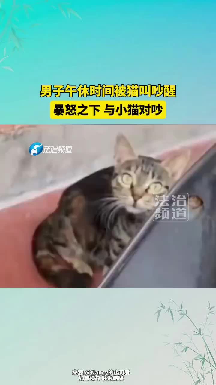 男子午休时间被猫叫吵醒，暴怒之下与小猫对吵！