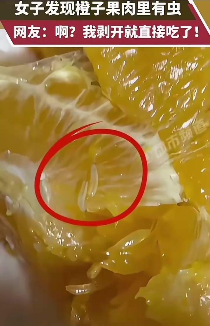发现橙子果肉里有虫