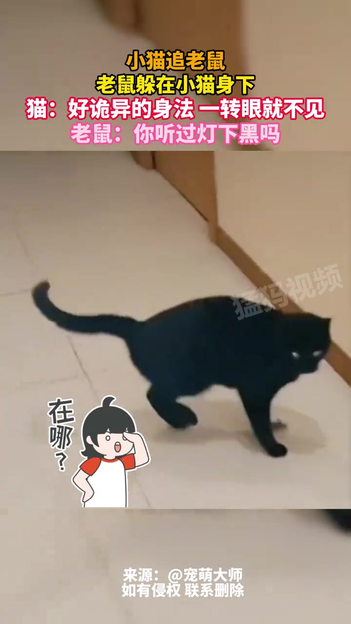 小猫追老鼠，老鼠躲在小猫身下猫：好诡异的身法，一转眼就不见