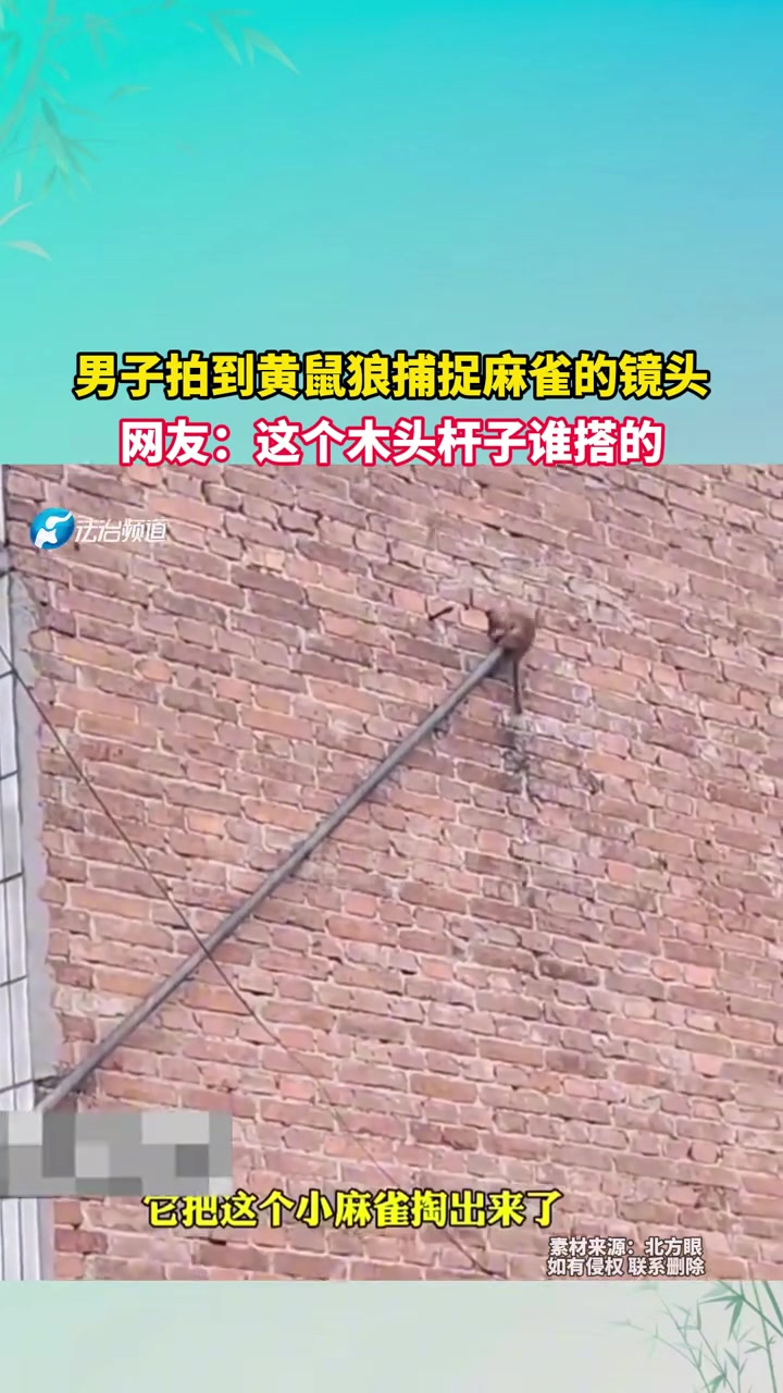 男子拍到黄鼠狼捕捉麻雀的镜头，网友这个木头杆子谁搭的！