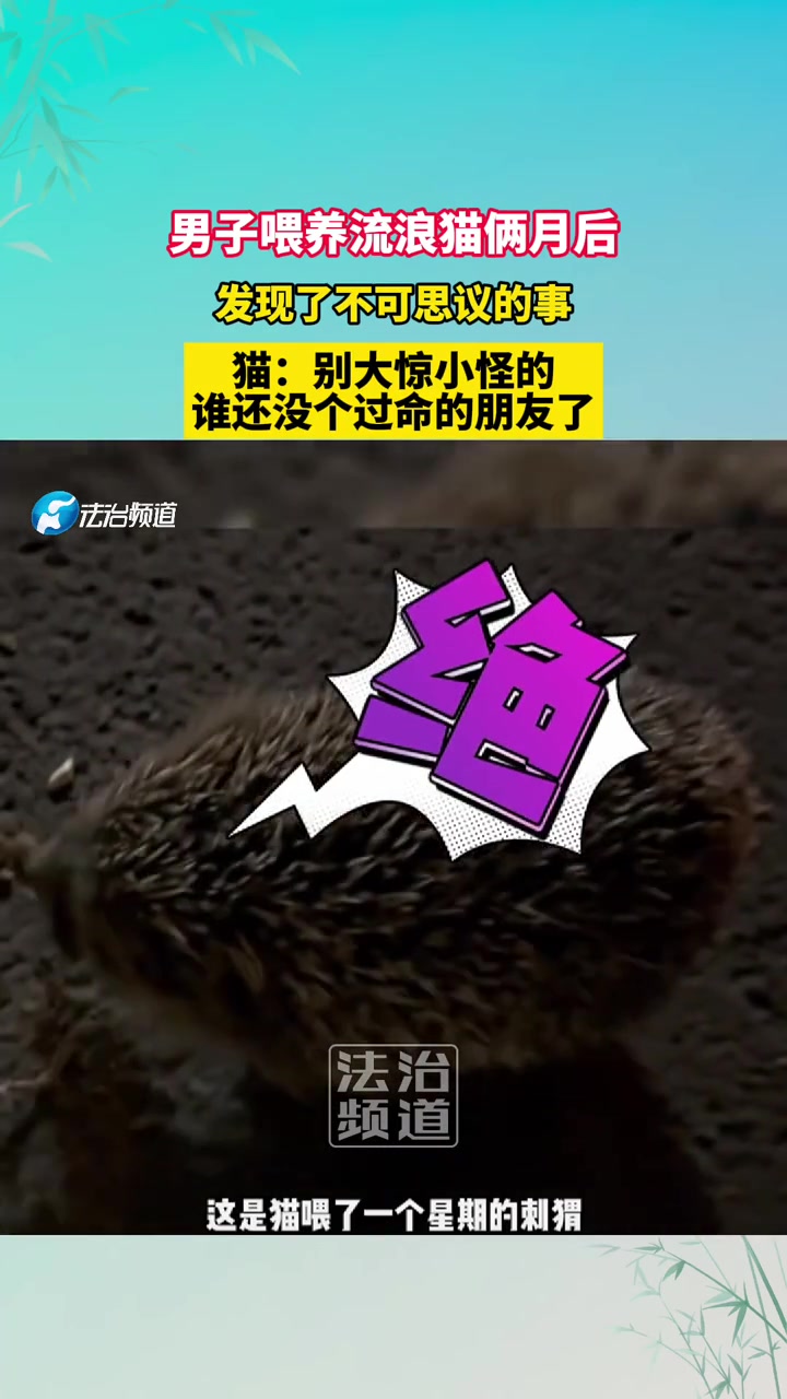 男子喂养流浪猫俩月后，发现了不可思议的事