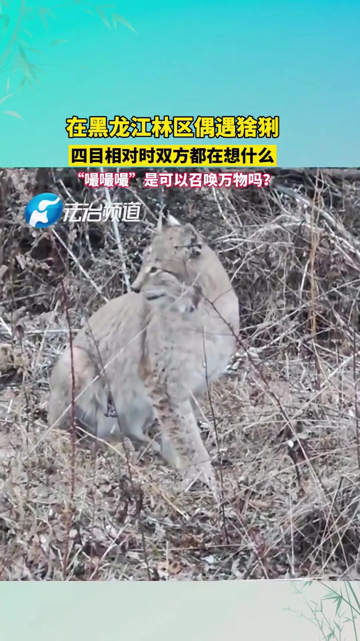 在黑龙江林区偶遇猞猁四目相对时双方都在想什么