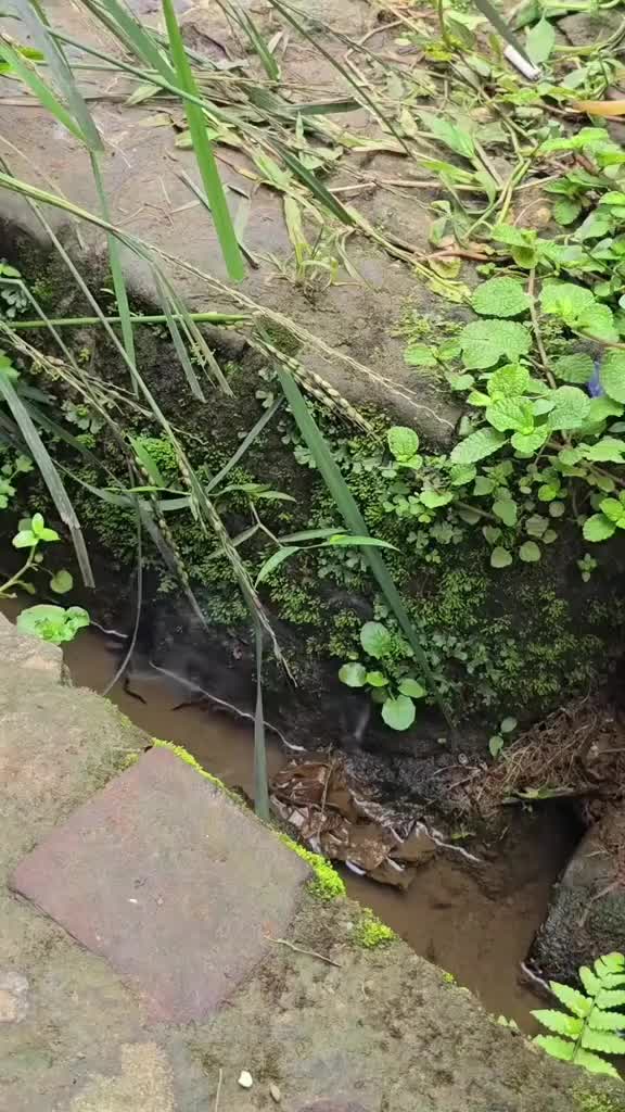 这个是什么啊感觉不像黄鳝啊