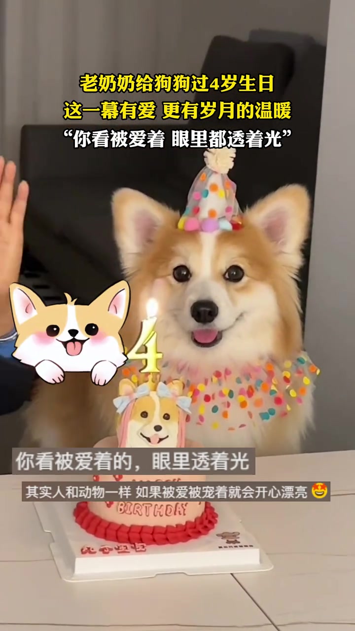 老奶奶给狗狗过4岁生日，这一幕有爱，更有岁月的温暖