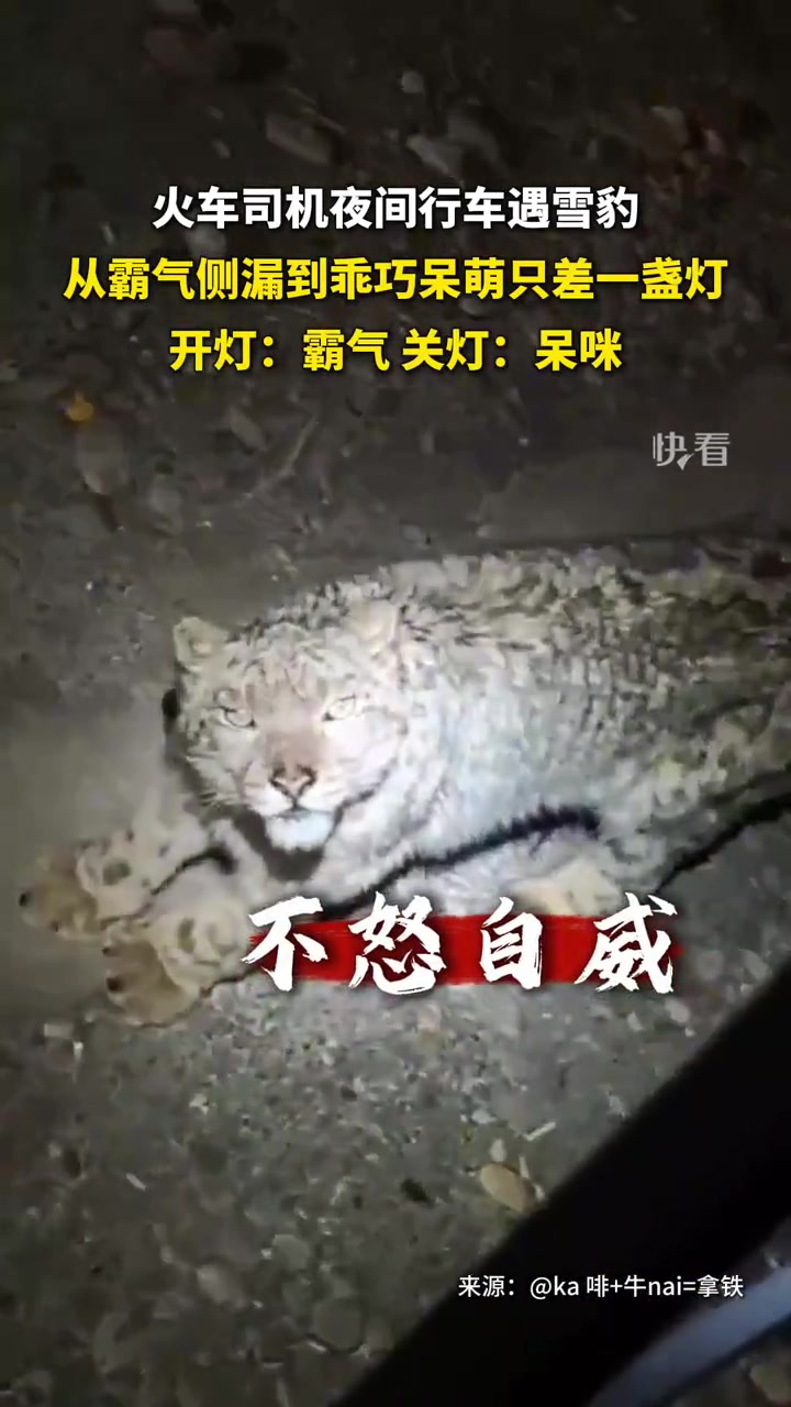 火车司机夜间行车遇雪豹