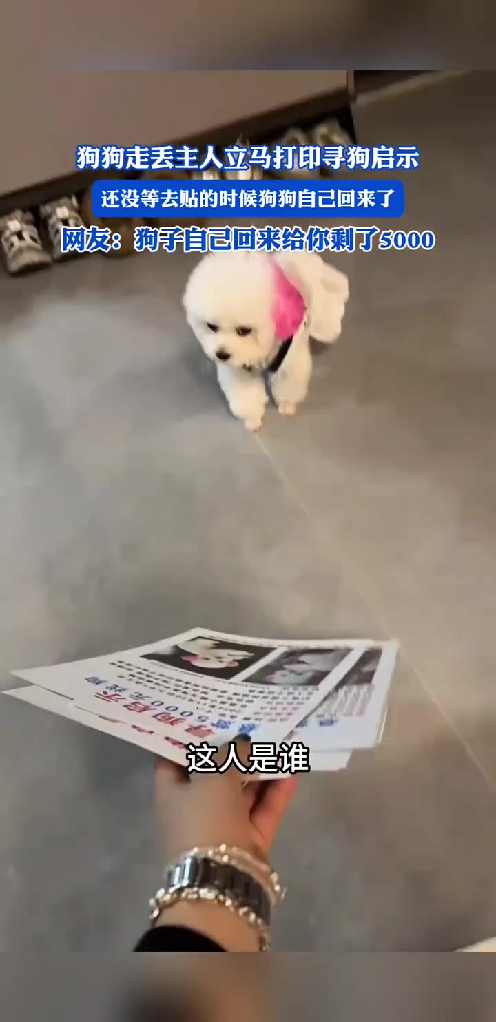 狗狗走丢主人立马打印寻狗启示还没等去贴的时候狗狗自己回来了
