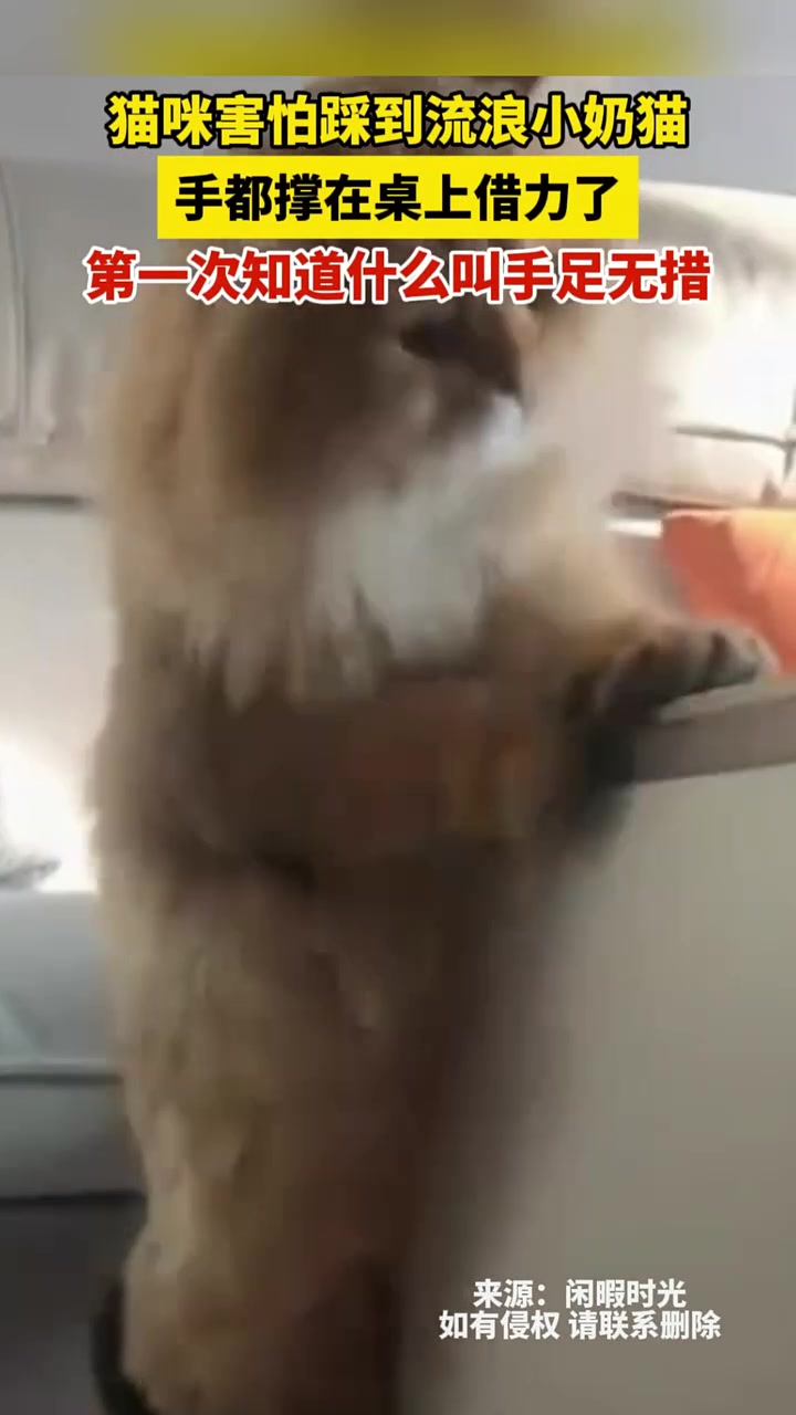 猫咪害怕踩到流浪小奶猫，手都撑在桌上借力了