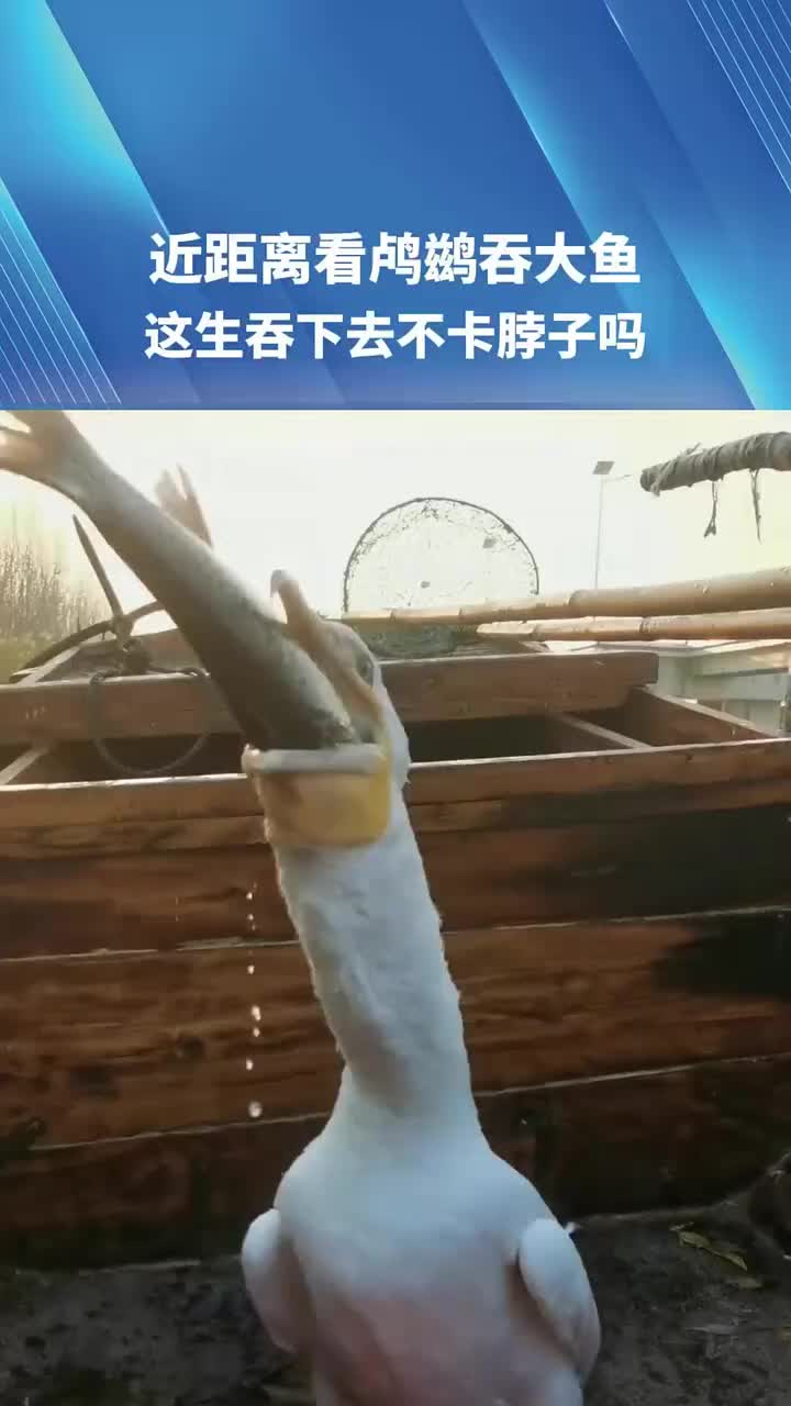 近距离看鸬鹚吞大鱼，这生吞下去不卡脖子吗