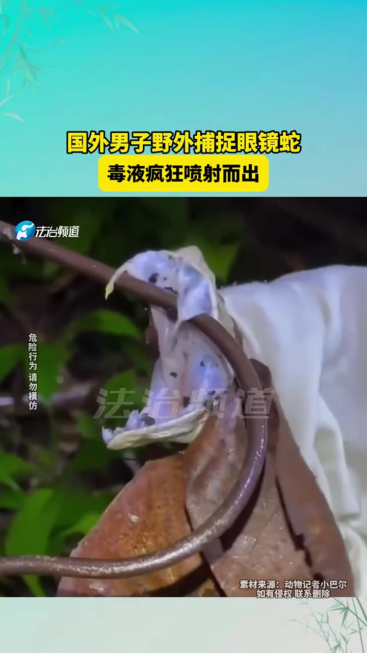 国外男子野外捕捉眼镜蛇，毒液疯狂喷射而出！！！